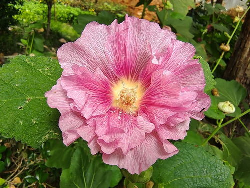 花枝攝影之花語敘事 以時間為幀封緘的初冬詩話